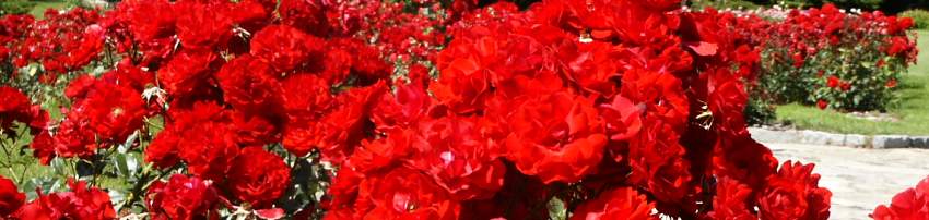 Rosa floribunda banner